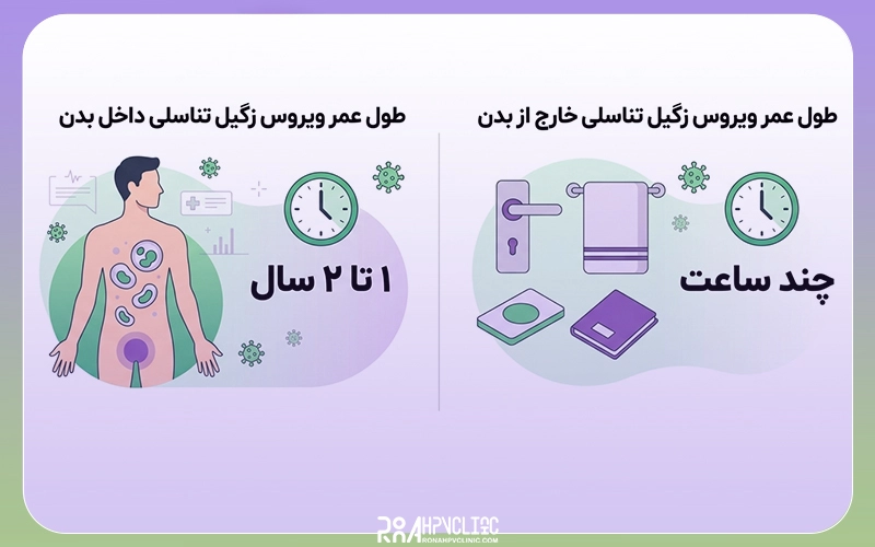 طول عمر ویروس HPV در خارج و داخل بدن