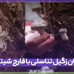 نحوه درمان زگیل تناسلی با قارچ شیتاکه