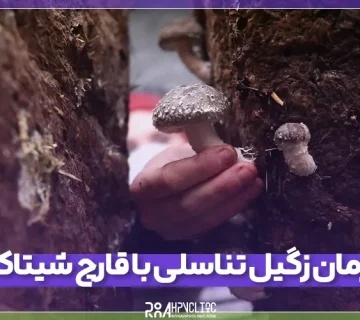 نحوه درمان زگیل تناسلی با قارچ شیتاکه